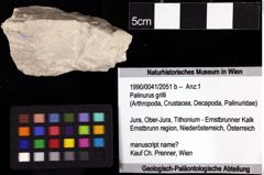 Foto (Objket + Etiketten) von Palinurus grilli 